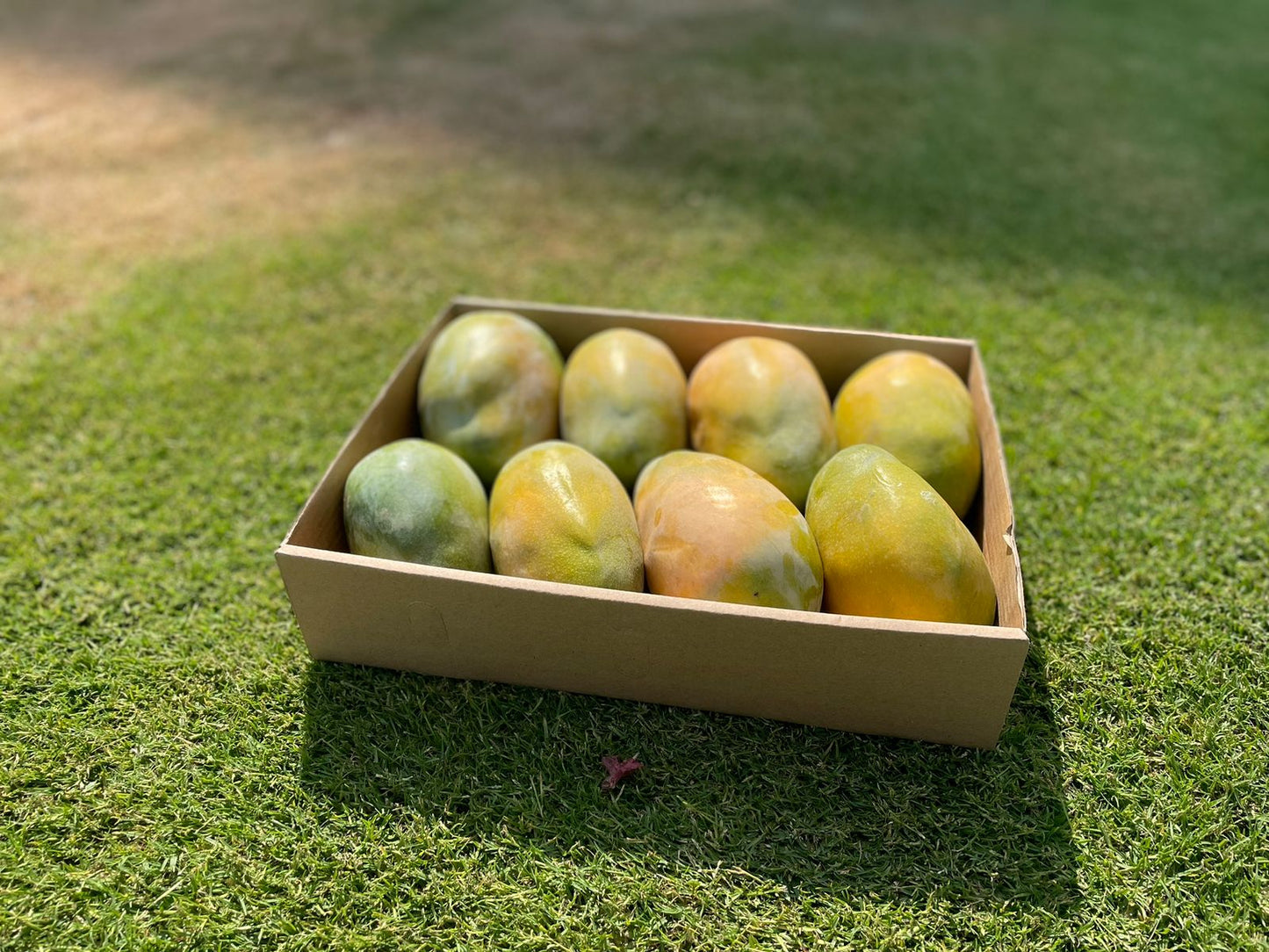 Keitt Mango 5kg