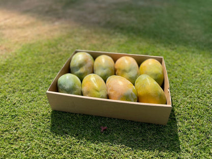 Keitt Mango 5kg