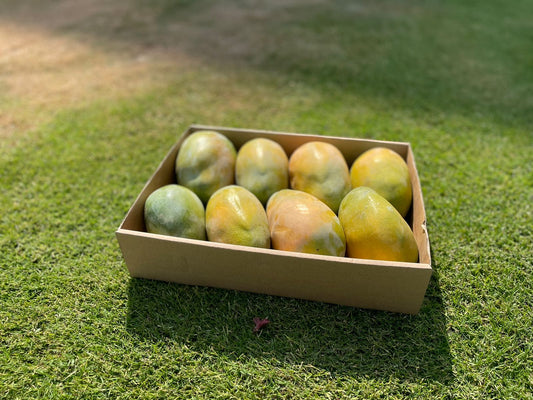Keitt Mango 5kg